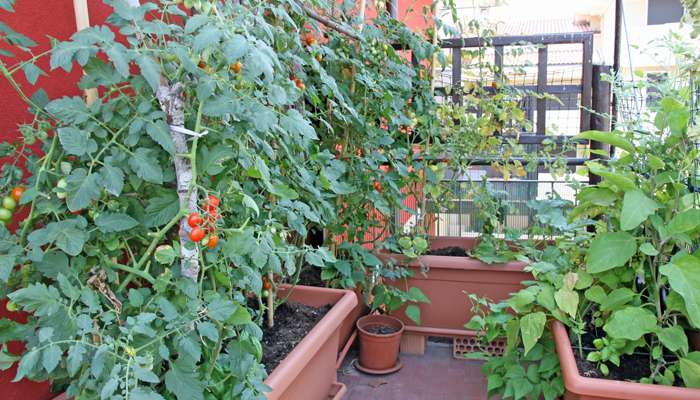 Jardiner sans jardin 