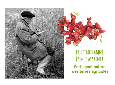 algue-lithothamne-biographie-raoul-lemaire-agriculture-biologique-lemaire-pains-bio-info