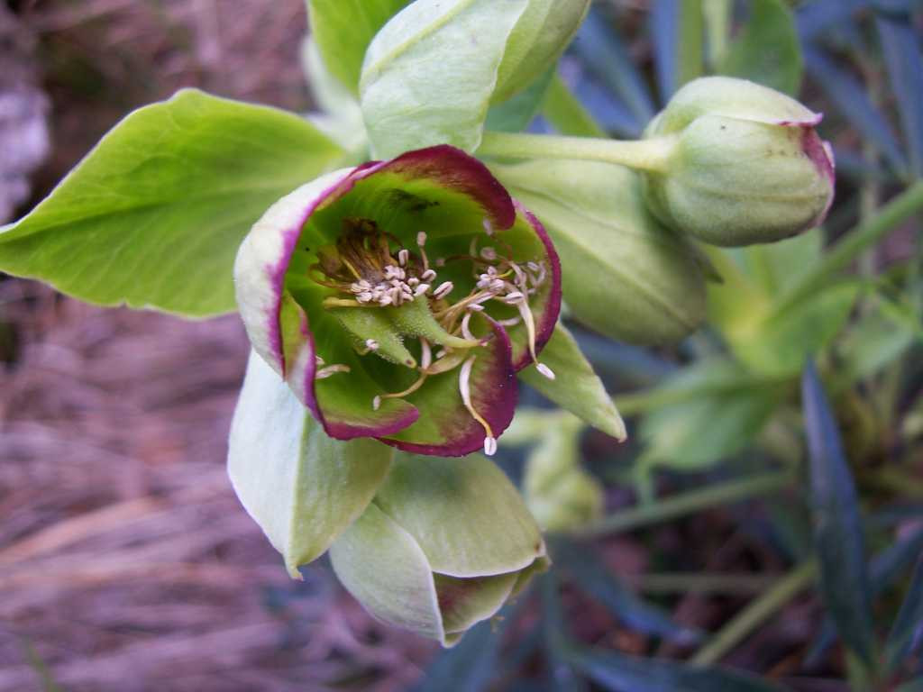 hellebore-fetide-terre-vivante-bio-info