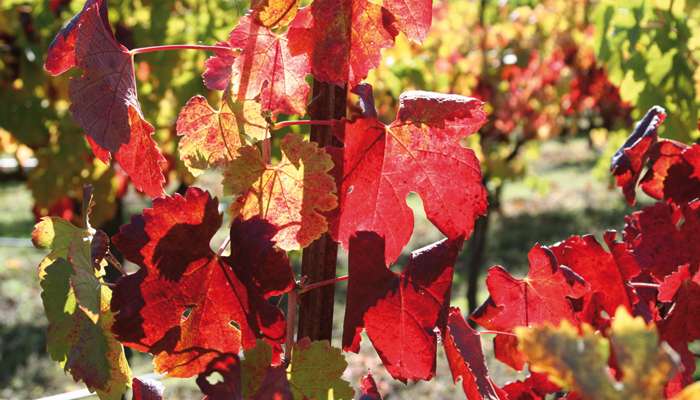 Le beaujolais : bien plus qu’un banal beaujolpif !